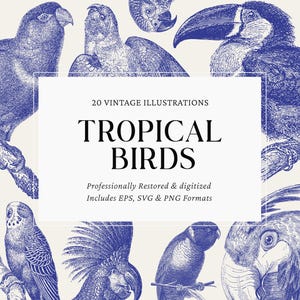 Tropical Bird Clipart Bundle – 20 Ilustrações Vintage Line Art – PNG, SVG e EPS – Pássaros exóticos, vida selvagem da selva, download digital