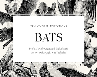 Vintage Bat Engravings – 19 PNG & SVG Vector Illustrations for Art and Design Projects, Halloween and Gothic Themes