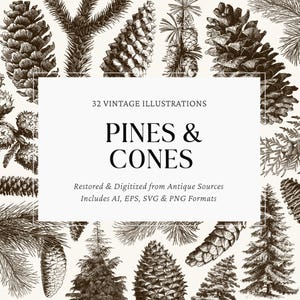 Op de afbeelding: Zwart-wit illustratie van dennenappels en -takken. De afbeelding bevat de tekst "PINES & CONES" en "32 VINTAGE ILLUSTRATIONS". Gemaakt van antieke bronnen.