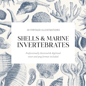 Vintage Shells and Marine invertebrates  / Vector Bundle for Crafts & Design, Includes 38 PNG and SVG Files