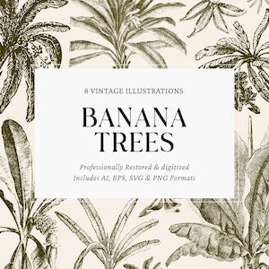Banana Tree Clipart – 8 Vintage Botanical Illustrations | Tropical Banana plant | Png SVG AI EPS | Instant Download Commercial Use