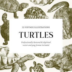 Vintage Turtle, Tortoise Engravings – 22 PNG & SVG Vector Illustrations for Crafts, Graphic Design and DIY Projects