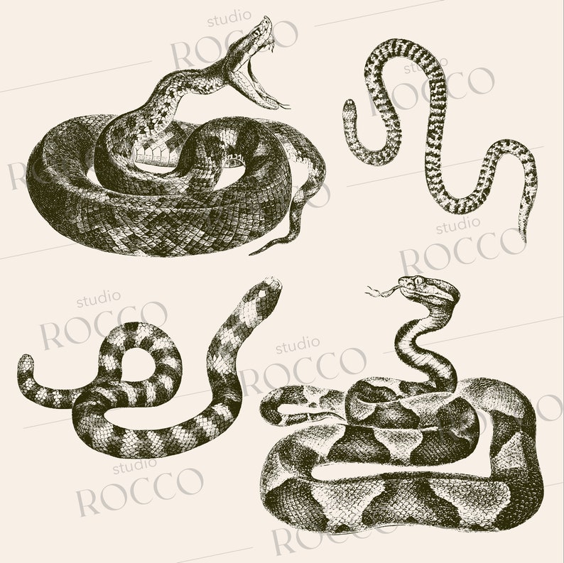 19th Century Snake Vector Illustration Collection / 30 Scalable Vectors ...