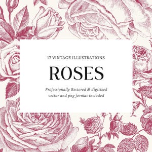 Vintage Rose Engravings Vector Bundle - 17 PNG & SVG Files for Crafts, Graphic Design and DIY Projects