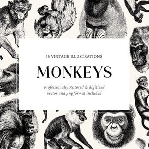 Colección de ilustraciones vectoriales de monos del siglo XIX: 15 ilustraciones a pluma dibujadas a mano | Vectores escalables en PNG y SVG para diseño y manualidades