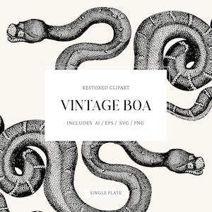 Peut inclure: Illustration de style vintage avec plusieurs dessins détaillés de serpents dans diverses positions enroulées et courbées. Les serpents sont rendus en noir et blanc, avec des motifs d'écailles complexes. Le texte sur l'image indique "RESTORED CLIPART VINTAGE BOA" et "INCLUDES AI/EPS/SVG/PNG".