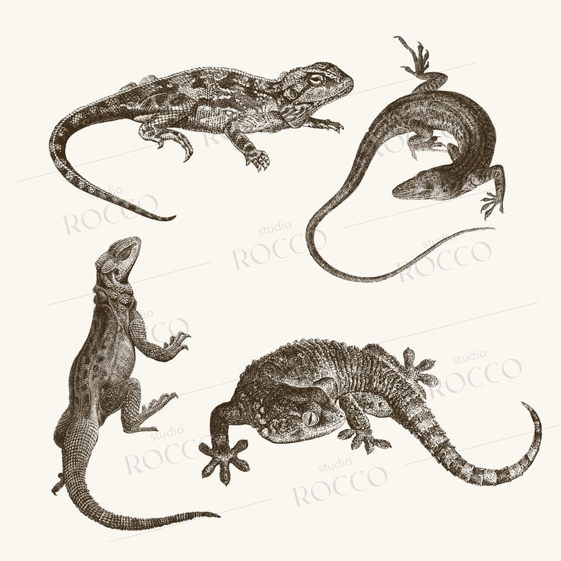 Vintage Lizard Engravings – 26 PNG & SVG Vector Illustrations for ...