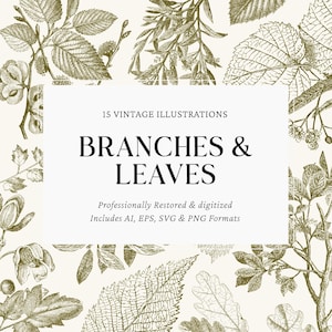 Op de afbeelding: Vintage illustraties van takken en bladeren in sepia. De afbeelding bevat de tekst "BRANCHES & LEAVES" en "15 VINTAGE ILLUSTRATIONS". De illustraties zijn professioneel gerestaureerd en gedigitaliseerd, en bevatten AI, EPS, SVG & PNG formaten.