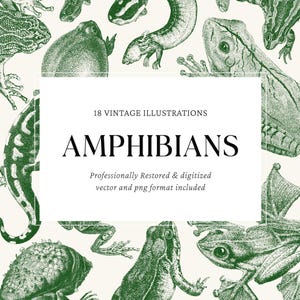 Vintage Amphibians Clipart Engravings - 18 Frog, Salamander & Toad PNG SVG Vector Bundle for Crafts and Design