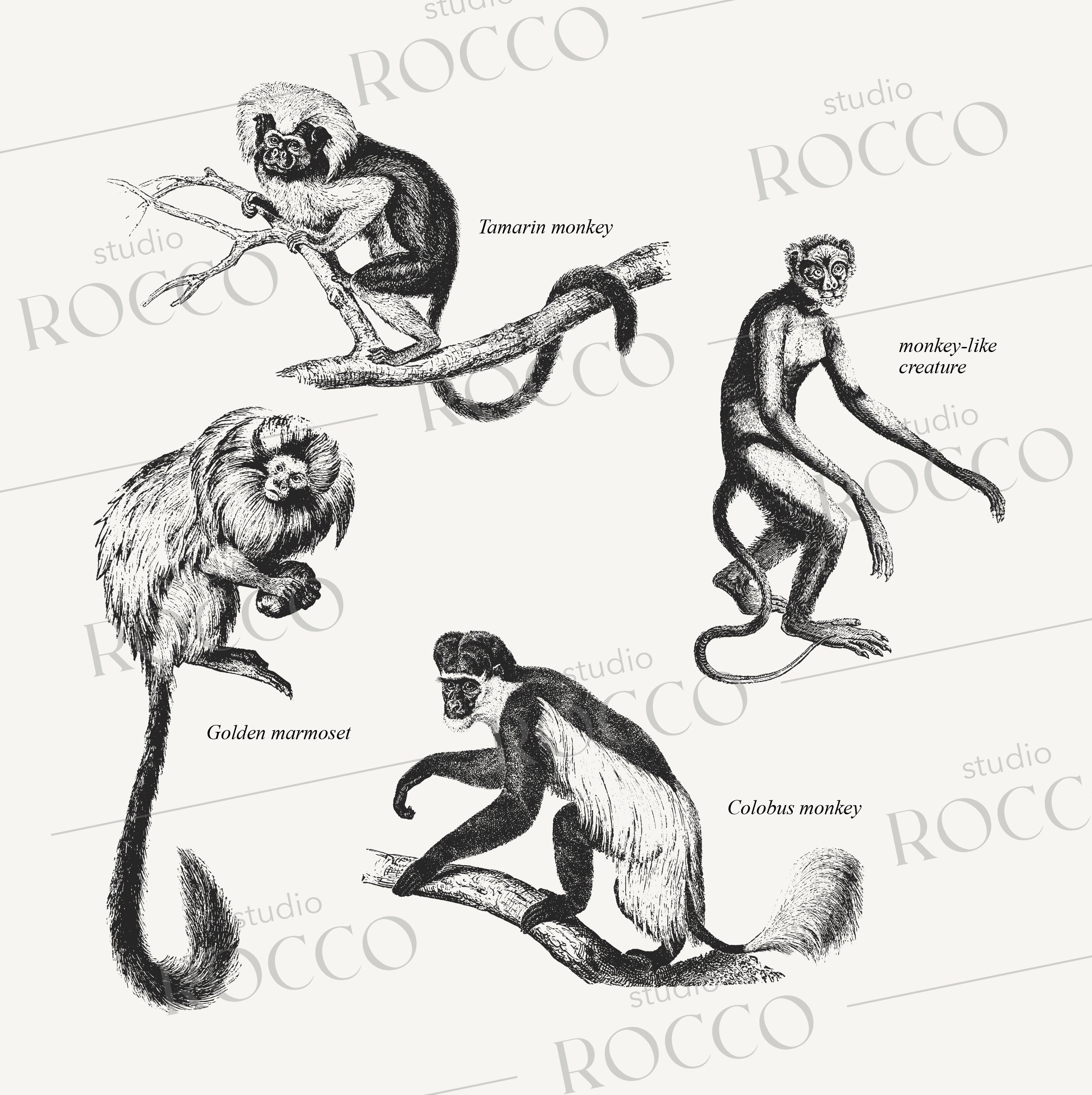 19th Century Monkeys Vector Illustration Collection 15 Hand-drawn Pen