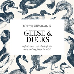 Vintage Geese and Ducks Engraving Vector Illustrations - 15 PNG and SVG Files for Crafts, Graphic Design and DIY Projects