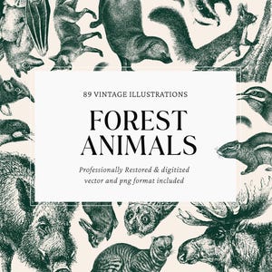 Vintage Forest Animals Clipart Engravings - 89 PNG SVG Vector Files for Crafts, Graphic Design and DIY Projects
