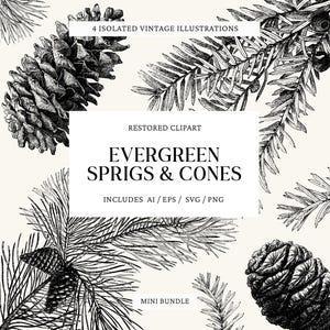 Op de afbeelding: Zwart-wit vintage illustraties van groenblijvende takken en kegels. De afbeelding bevat tekst: "4 Geïsoleerde Vintage Illustraties", "Gerestaureerde Clipart", "Evergreen Sprigs & Cones" en "Mini Bundle". De illustraties zijn gedetailleerd en botanisch.