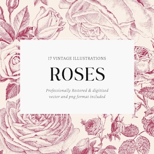 Vintage Rose Engravings Vector Bundle - 17 PNG & SVG Files for Crafts, Graphic Design and DIY Projects