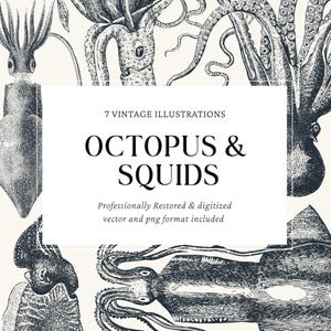 Grabados antiguos de pulpos y calamares | 7 imágenes prediseñadas PNG y SVG | Ilustraciones digitales de criaturas marinas para manualidades y diseño