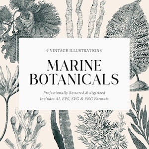 Clipart botanique marin – Illustrations vintage d'algues et d'algues – Ensemble de plantes océaniques SVG PNG Ai EPS – Téléchargement numérique instantané