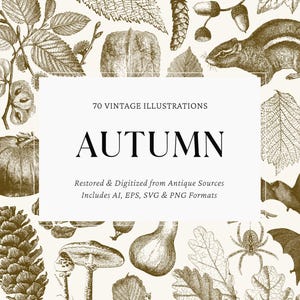 Op de afbeelding: Vintage illustratie in sepia met herfstmotieven. De afbeelding toont bladeren, eikels, een eekhoorn en een paddenstoel. De tekst luidt "AUTUMN" en "70 Vintage Illustrations."
