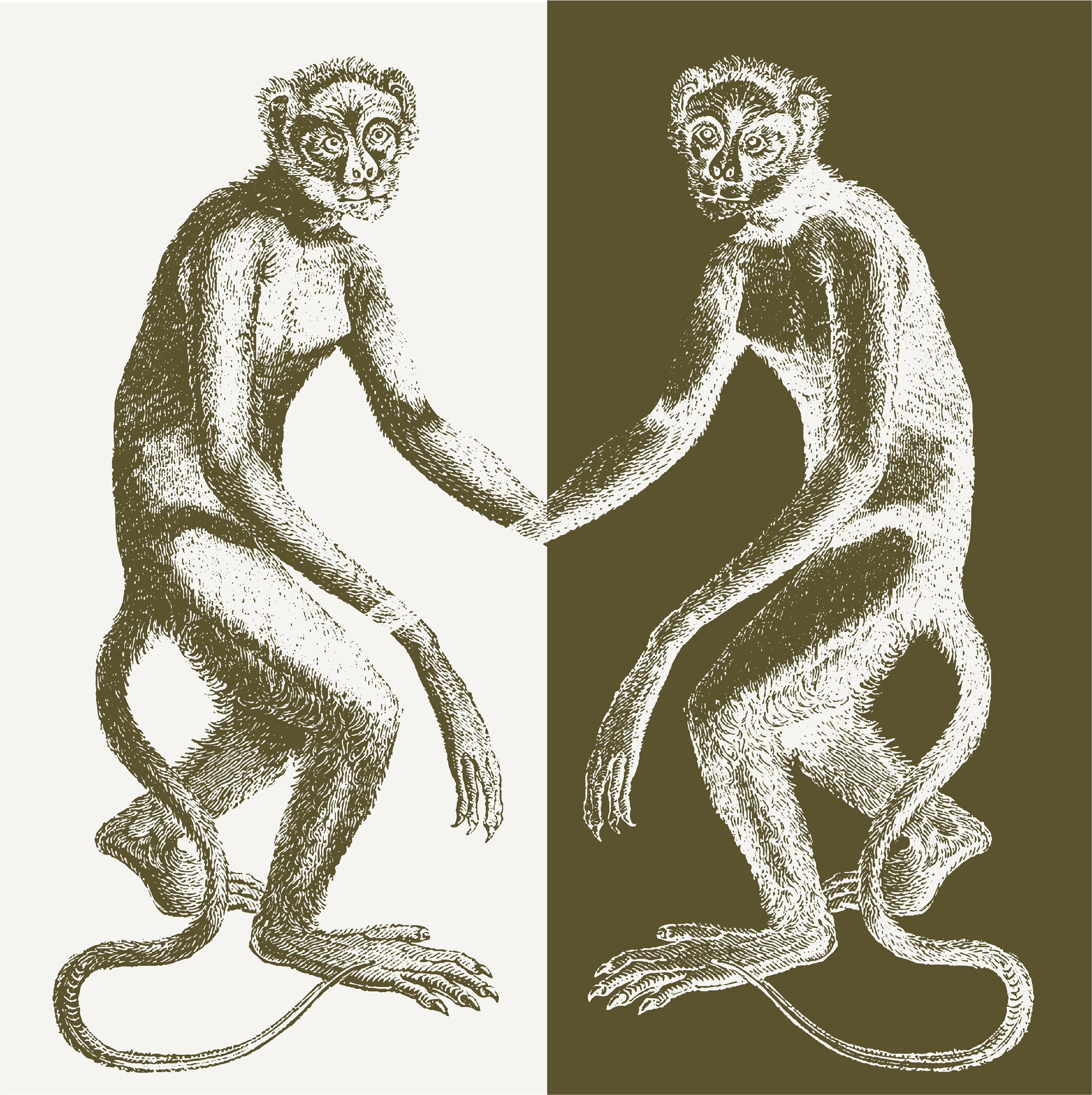19th Century Monkeys Vector Illustration Collection 15 Hand-drawn Pen