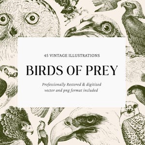 Vintage Birds of Prey Clipart Engravings - 45 PNG SVG Vector Illustrations for Crafts & Design