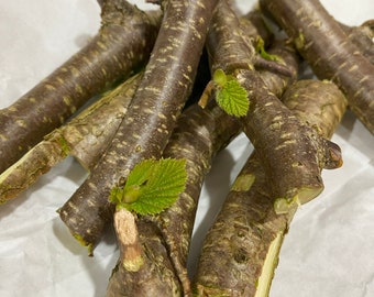 Palitos de avellana fresca, juguetes para masticar, palitos para masticar, palitos para romper el aburrimiento, conejos, cobayas, mascotas pequeñas, palitos para masticar,