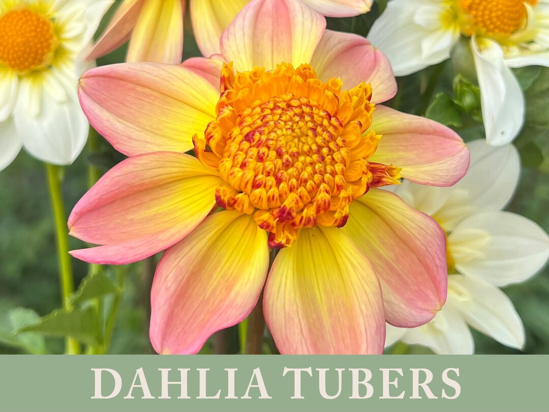 Bloomquist Tory P Dahlia Tuber – Petals In Bloom Flower Farm