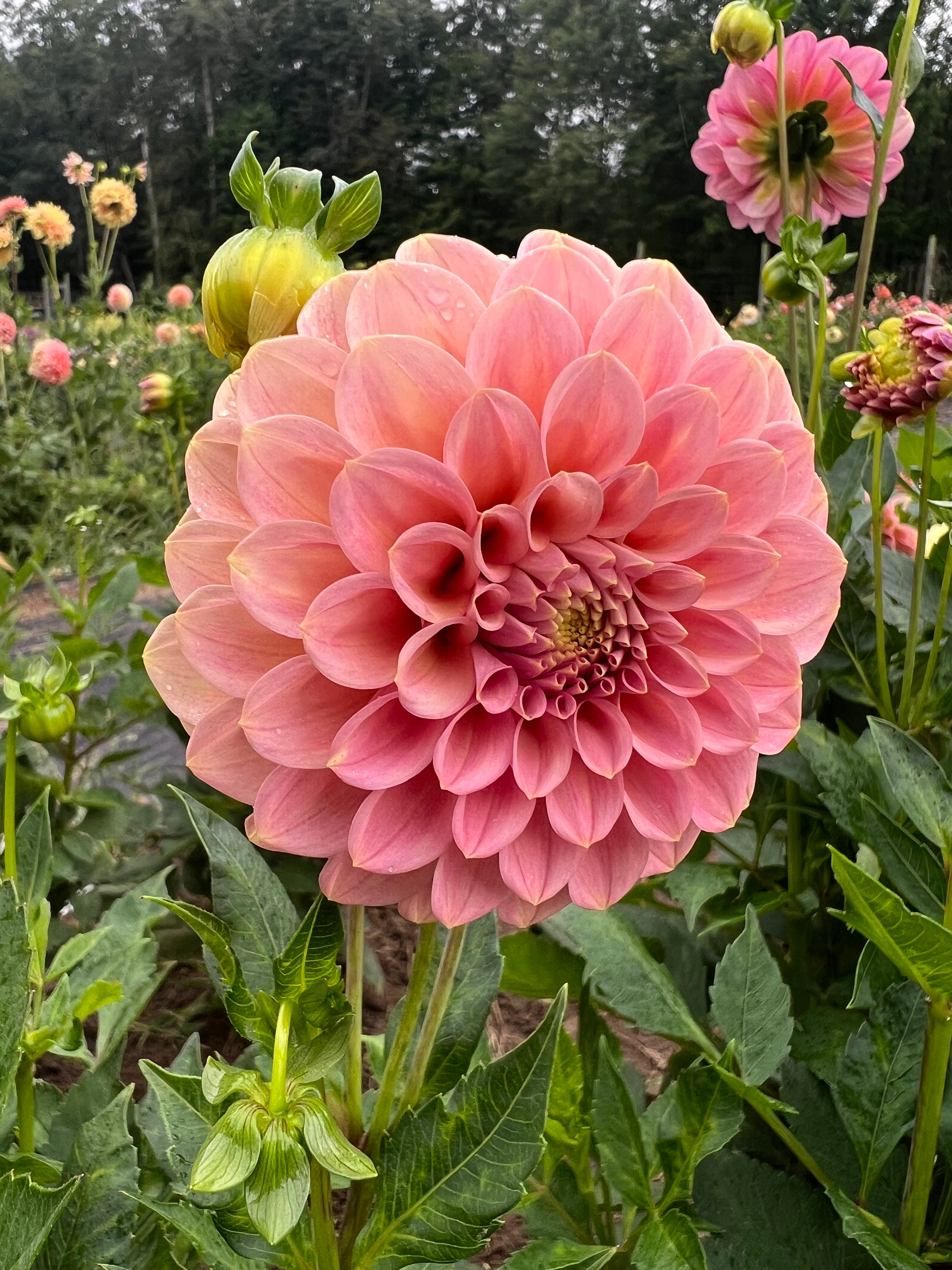 Rock Run Ashley Dahlia Tuber Ships April 2024 Cut Flower - Etsy