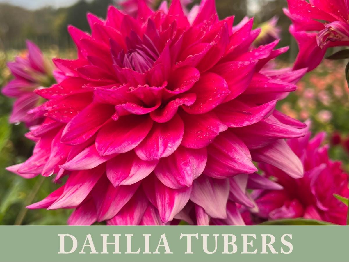 Chloe Janae Dahlia Tuber | Ships April 2025 | Cut Flower - Etsy