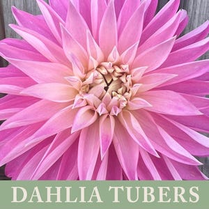 May include: Close-up of a vibrant pink dahlia flower with a layered petal design. The flower has a light pink center and is set against a weathered wood background. The text "DAHLIA TUBERS" is displayed at the bottom.