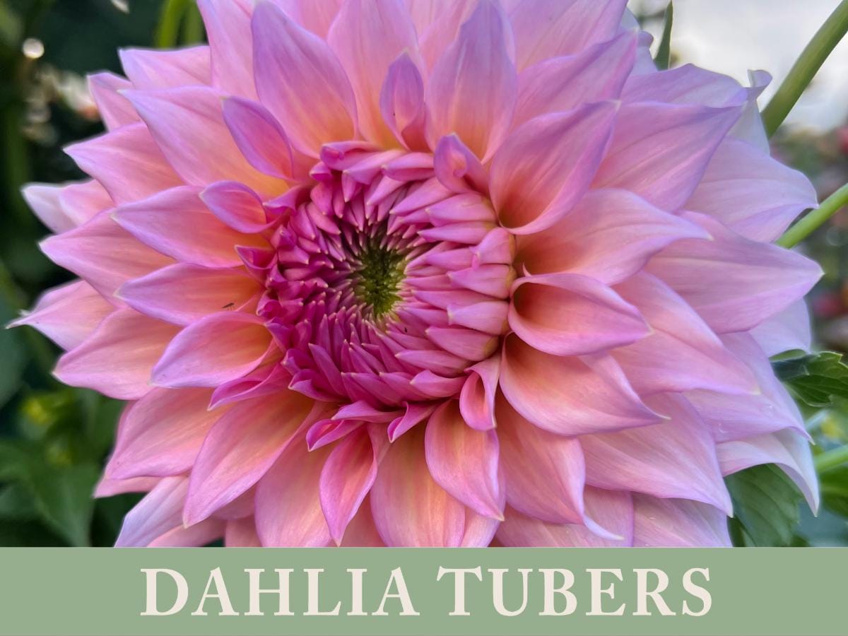 Wyn's Pink Pearl Dahlia Tuber | Ships April 2026 | Cut Flower - Etsy