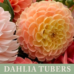 Crichton Honey Dahlia Tuber | Ships April 2024 | Cut Flower