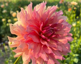 Normandy Bright Day Dahlia Tuber | Ships April 2026 | Cut Flower