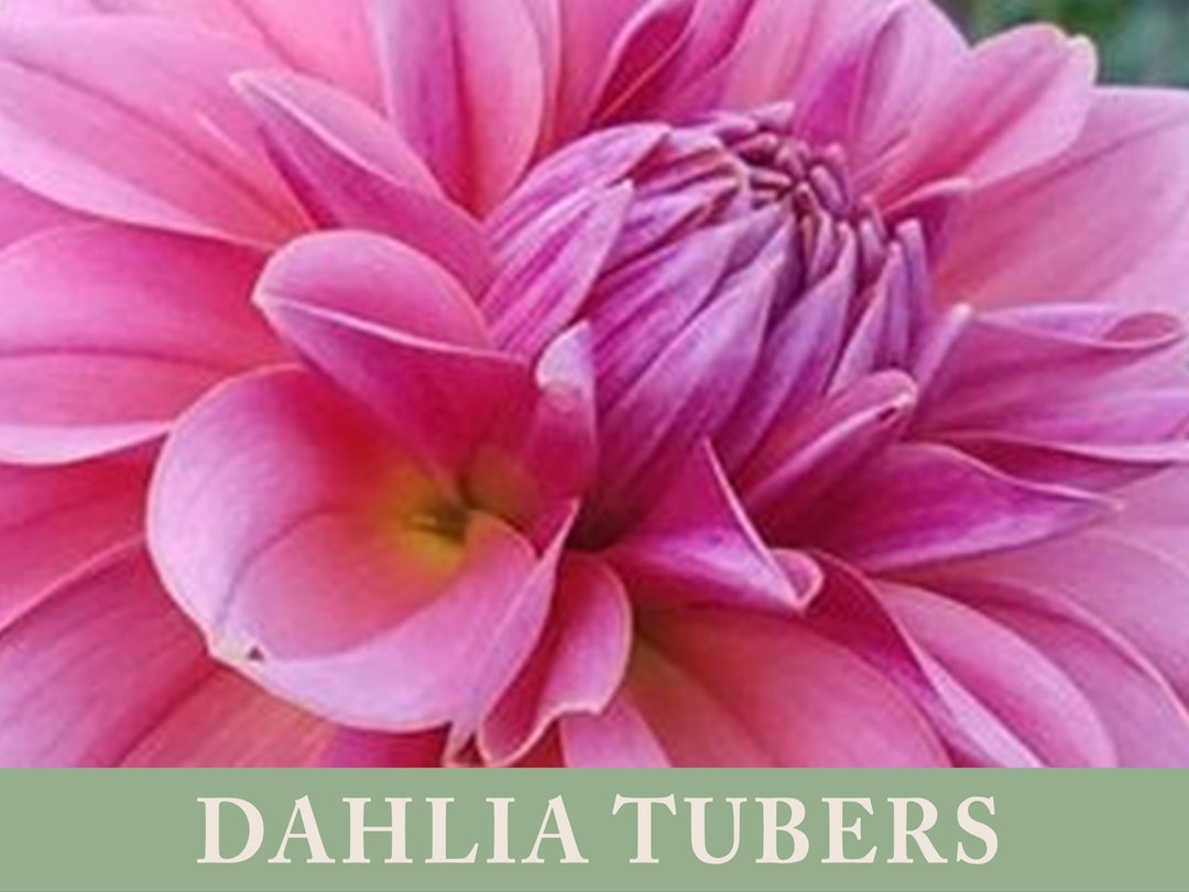 Southern Belle Dahlia Tuber Ships April 2024 Cut Flower - Etsy