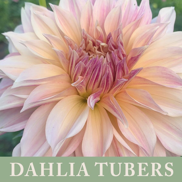 Cafe au Lait Dahlia Tuber | Ships April 2024 | Cut Flower