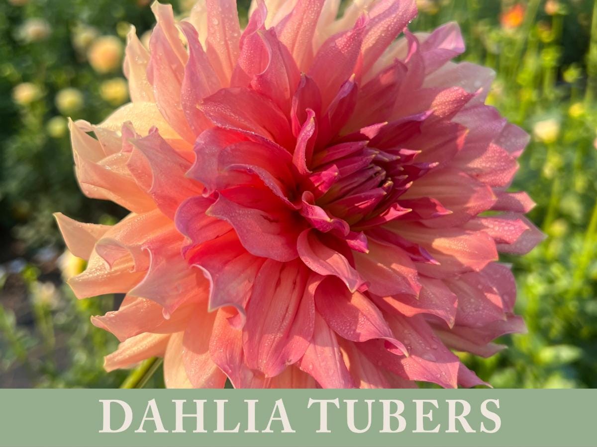 Normandy Bright Day Dahlia Tuber | Ships April 2026 | Cut Flower