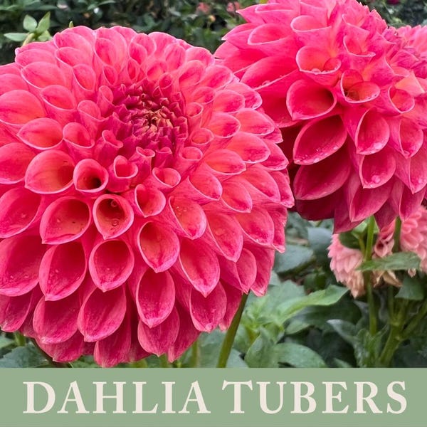 Tubérculo de dalia Sun Spot / Envío en abril de 2026 / Flor cortada