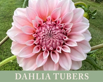 Peaches 'N Cream Dahlia Tuber | Ships April 2024 | Cut Flower