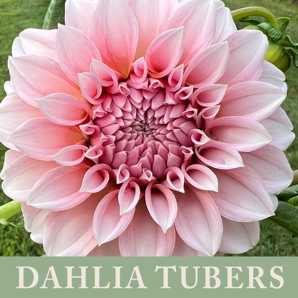 Peaches 'N Cream Dahlia Tuber | Ships April 2024 | Cut Flower