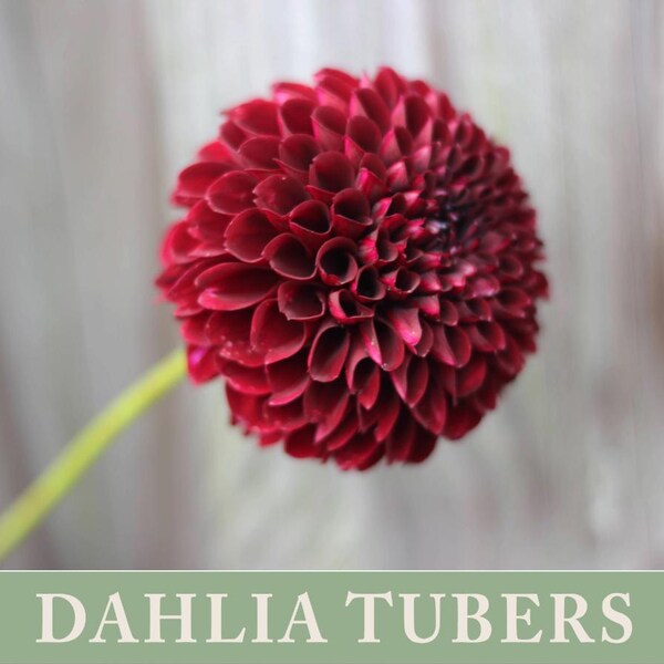 Dalia Jowey Mirella Tubérculo / Envíos abril 2026 / Flor cortada