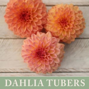 May include: Three peach-colored dahlia flowers with a white background. The flowers are arranged in a triangular shape. The text "DAHLIA TUBERS" is printed in white on a green background at the bottom of the image.