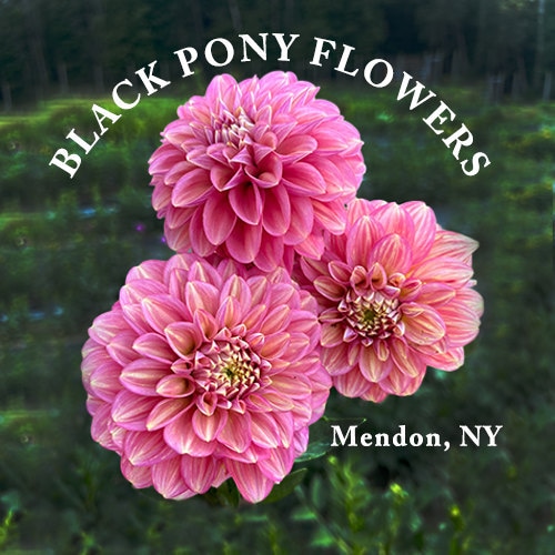 「Daisy」ピュアルネッサンス　ホルミシスヒザティ Daisy」ピュアルネッサンス ホルミシスヒザティ 2025年最新