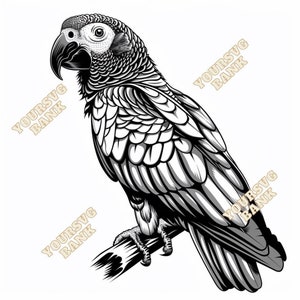 Pacchetto SVG e PNG di pappagallo cenerino africano - File digitali premium per artigianato e design