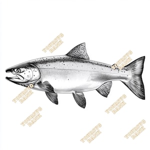 May include: A black and white line drawing of a salmon fish with a detailed illustration of its scales and fins.