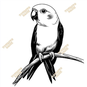Lovebird SVG & PNG Bundle - Premium Digital Files for Crafting and Design
