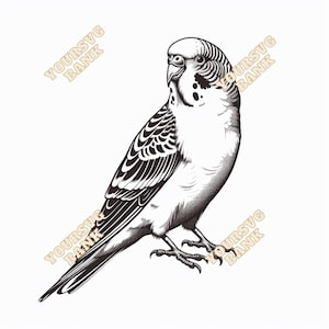 Budgerigar (Budgie) SVG and PNG | Digital Art for Crafts & DIY Projects