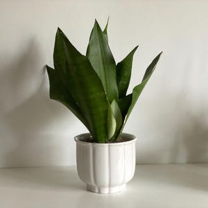 Könnte beinhalten: Eine Sansevieria in einem weißen, gerippten Keramiktopf. Die Pflanze hat lange, dunkelgrüne Blätter. Der Topf steht auf einer weißen Oberfläche vor einer weißen Wand.
