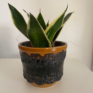 May include: A snake plant in a textured ceramic pot. The plant has dark green leaves with yellow and cream edges. The pot is brown and black with a rough, lava-like texture. The pot has a two-tone colour scheme.