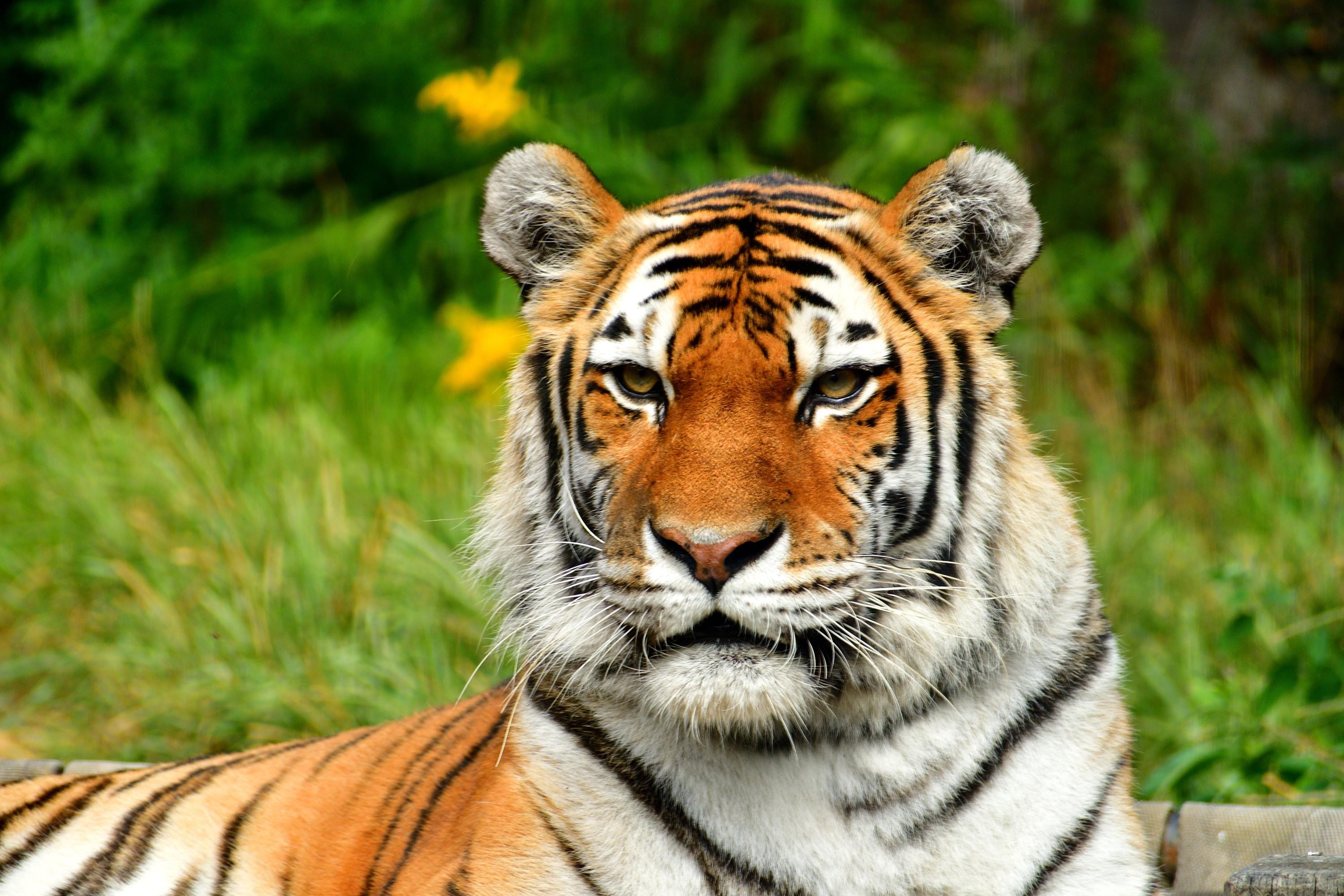 Buy Tiger Grass Online In India India