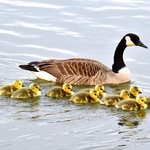 カナダガンの母鳥とその子供たち