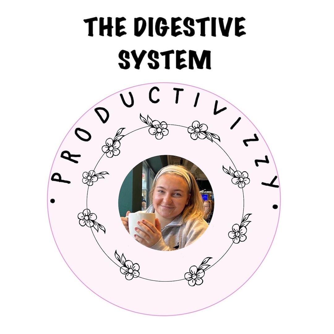 The Digestive System Study Set PART 1 - Etsy
