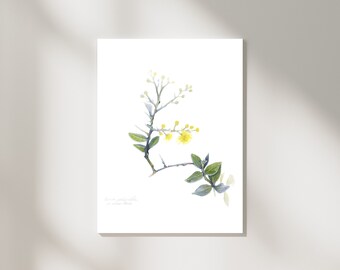 Mount Morgan Wattle - A4 texturierter Kunstdruck - Acacia podalyriifolia - Aquarell & Aquarellstifte Australische Ureinwohner